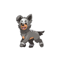 BabyHoundour