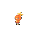 Torchic